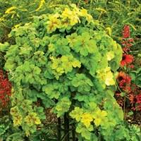 heuchera yellowstone falls 2 pre planted hanging baskets