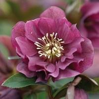 hellebore double ellen purple 1 plants 2 litre pot