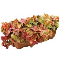 heuchera redstone falls 1 pre planted trough delivery period 3