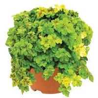 heuchera yellowstone falls 2 pre planted containers delivery period 1