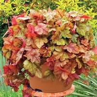 Heuchera Redstone Falls 2 Pre-Planted Containers Delivery Period 3