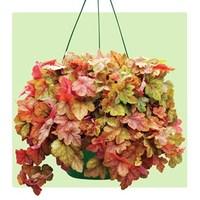 Heuchera Redstone Falls 2 Pre-Planted Hanging Baskets Delivery Period 3
