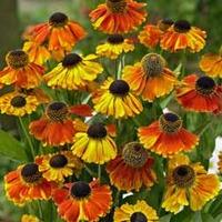 Helenium \'Sahin\'s Early Flower...