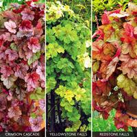 Heucherella \'Trailing Collection\' - 3 heucherella plug plants