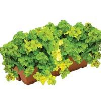 Heuchera Yellowstone Falls 1 Pre-Planted Trough Delivery Period 3