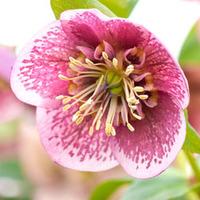 Hellebore \'Pink Spotted\' - 1 hellebore plant in 7cm pot