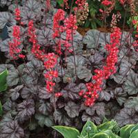 Heuchera \'Hollywood\' - 2 heuchera plug plants