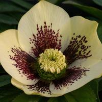 Hellebore \'Single Yellow Spotted\' (Large Plant) - 2 hellebore plants in 2 litre pots