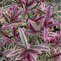 hebe heartbreaker 18 plants 9cm pot