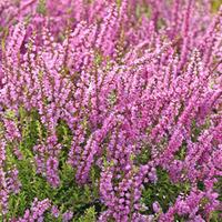 heather x darleyensis large plant 1 plant in 1 litre pot