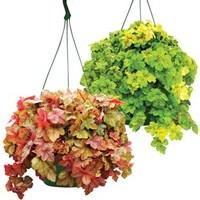 Heuchera Redstone Falls + Yellowstone Falls 2 pre-planted Hanging Baskets