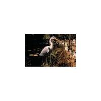 Heron pond ornament Westfalia