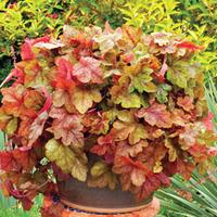Heucherella \'Redstone Falls\' (Large Plant) - 1 heucherella plant in 1 litre pot