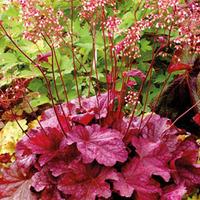 heuchera berry smoothie 2 heuchera plug plants