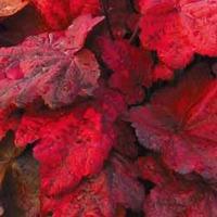 Heuchera \'Autumn Leaves\' - 1 heuchera plug plant