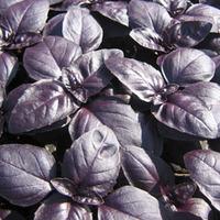 Herb Basil \'Crimson King\' (Seeds) - 1 packet (150 basil seeds)