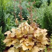 Heuchera \'Crème Brulee\' - 1 heuchera plug plant