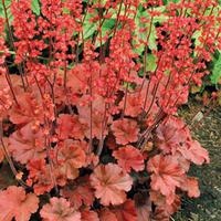 Heuchera \'Cherry Cola\' - 2 heuchera plug plants