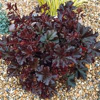 Heuchera \'Crimson Curls\' - 1 heuchera plant in 2 litre pot