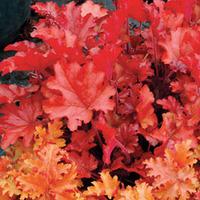 heuchera peach flambe 2 heuchera plug plants