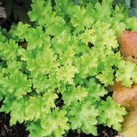 Heuchera \'Lime Marmalade\' - 2 heuchera plug plants