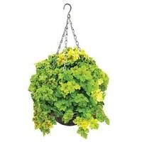 Heuchera Yellowstone Falls 4 Pre-Planted Rattan Baskets