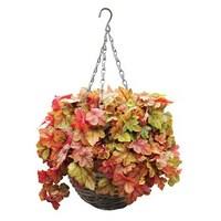 heuchera redstone falls 4 pre planted rattan baskets