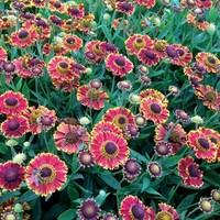 Helenium Bandera 3 Plants 9cm Pot