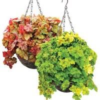 Heuchera Redstone Falls + Yellowstone Falls 2 Pre-Planted Rattan Hanging Baskets