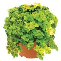 Heuchera Yellowstone Falls 1 Pre-Planted Container