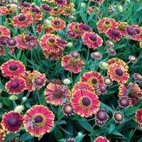 Helenium Bandera 6 Jumbo Plants