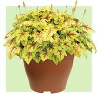 Heuchera Stoplight 1 Pre-Planted Container