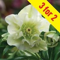 hellebore double ellen white 3 plants 9cm pot