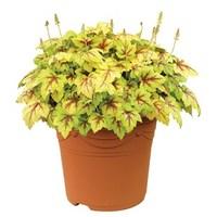 Heuchera Stoplight 2 Pre-Planted Containers Delivery Period 3