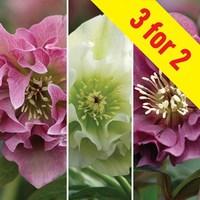 Hellebore Double Ellen Collection 3 Plants 9cm Pot