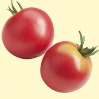 heirloom tomatoes berner rose 12 jumbo ready plants