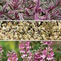 hebe groundcover mix 18 plants 9cm pot