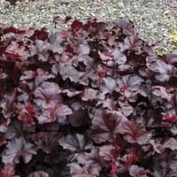 heuchera obsidian 1 plant 2 litre