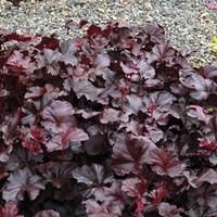 Heuchera Obsidian 3 Plants 2 Litre