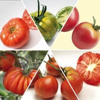 Heirloom Tomatoes 6 Jumbo Plants Mixed Pack