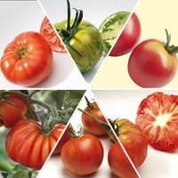 heirloom tomatoes 6 jumbo plants mixed pack