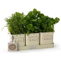 herb pots in a tray