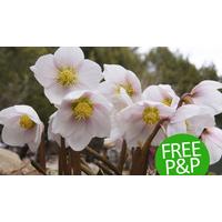 Helleborus niger - FREE POSTAGE