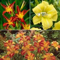 hemerocallis day lily hardy plant collection 3 varieties in 9cm pots