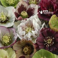 hellebore kings and queens mix pack of 10 plants