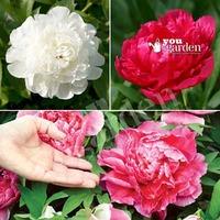 Herbeaceous Paeony plants (pack of 3 colours)