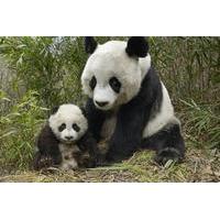 highlight of chengdu private day trip chengdu panda base and cooking c ...