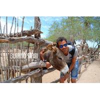 Hiking Tour in the Baja Peninsula with a Donkey