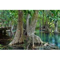 Hike, Swim and Drink in Mangrove National Forest