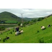 Hill Sheep Farming and Sheepdog Trialling Experience in Galway